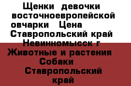 Щенки (девочки) восточноевропейской овчарки › Цена ­ 2 000 - Ставропольский край, Невинномысск г. Животные и растения » Собаки   . Ставропольский край